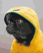 Картина за номерами BrushMe "Мопс у худі" 40х50см BS52614