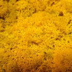 Стабилизированный мох ягель Nordic moss Желтый осенний 150 грамм - изображение 3