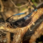 Тактичні окуляри Bolle Mamba Smoke Світло-Сірий - зображення 5
