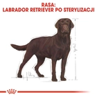 Sucha karma dla dorosłych psów Royal Canin Labrador Retriever Sterylizowana 12 kg (3182550787581) (3996120) - obraz 3