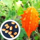 Момордика харанция семена (10 шт) (Momordica charantia) индийский гранат желтый огурец бешеная дыня