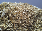 Болиголов трава сушеная (упаковка 5 кг) - изображение 5
