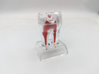Стоматологічна демонстраційна розбірна модель зуба фантом - зображення 1