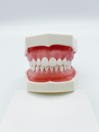 Стоматологічна навчальна модель зі знімними зубами та м'якими яснами - зображення 3
