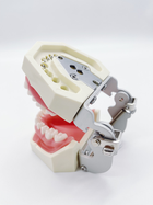 Стоматологічна навчальна модель зі знімними зубами та м'якими яснами - зображення 6