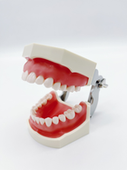 Стоматологічна навчальна модель зі знімними зубами та м'якими яснами - изображение 7
