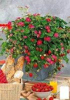 Клубника Ампельная "Розовое Чудо" (Pink Miracle) (ремонтантный гибрид ананасного типа) (52653)
