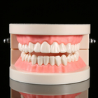 Модель зубів демонстраційна стоматологічна без патологій - изображение 4