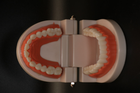 Модель зубів демонстраційна стоматологічна без патологій - зображення 5