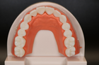 Модель зубів демонстраційна стоматологічна без патологій - изображение 6