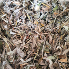 Ястребинка волосистая трава сушеная 100 г - изображение 1