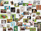 Puzzle Ravensburger Funny Animals 80 x 60 cm 1500 elementow (4005556167111) - obraz 2
