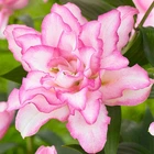 Цибулини Яскрава Лілія орієнтальна махрова Roselily Anouska (42938) (1шт)