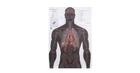 Мішень Алебарда "Анатомічний силует" ALB-50 - зображення 1