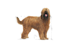 Sucha karma dla psów Royal Canin Maxi Dental Adult 3 kg (3182550894227) - obraz 2