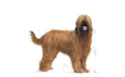 Sucha karma dla psów Royal Canin Maxi Dental Adult 9 kg (3182550894203) - obraz 2