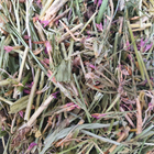 Золототисячник трава сушена 100 г - зображення 1