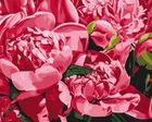 Картина по номерам Аромат весны © Anastasiia Osmolovska, 40 х 50 см (BS53726) (Без коробки)