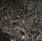 Лабазник/таволга вязолистний коріння сушене 100 г - зображення 1
