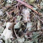 Ломонос виноградолистный/клематис/дедушкины кудри трава сушеная 100 г - изображение 1