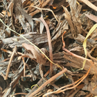 Вене́рин башмачо́к настоя́щий обыкновенный трава 100 г - изображение 1