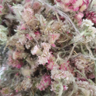 Сухоцвіт котяча лапка дводомна трава сушена 100 г - зображення 1