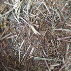 Подмаренник настоящий/подмаренник желтый трава сушеная 100 г - изображение 1
