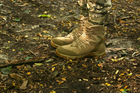 Тактичні черевики Evo Men 919 Fury Coyote 42 - зображення 4