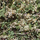 Гречка посівна трава сушена 100 г - зображення 1