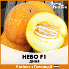 Голландские семена Hazera Дыня Нево F1, 1000 шт