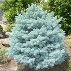 Саджанці Ялини колючої блакитної Кейбаб (Picea pungens Glauca Kaibab) Р9