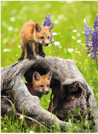 Пазл Ravensburger Curious Foxes 300 елементів (4005555008712) - зображення 2