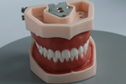 Модель стоматологічна (мякі ясна) тренувальна для фантома - зображення 3