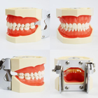Модель стоматологічна (мякі ясна) тренувальна для фантома - зображення 6