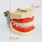 Модель стоматологическая (мягкая ясная) тренировочная для фантома. - изображение 7