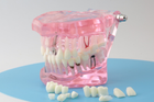 Модель стоматологическая демонстрационная (разборная) розовая - изображение 1