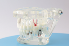 Модель стоматологічна демонстраційна - зображення 5