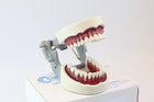 Модель стоматологическая Columbia Dentoform тренировочная для фантома. - изображение 2