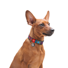 Obroża dla psa nylon WAUDOG Nylon z paszportem QR wzór "Summer" plastik fastex szer. 25 mm dł. 33-49 cm (4823089312286) - obraz 4