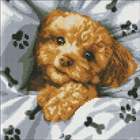 Diamentowa mozaika Ideyka Uroczy Maltipoo 40x40 cm (4823104353287)