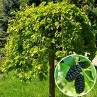 Шовковиця плакуча Пендула (штамб)