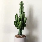 Молочай Euphorbia eritrea