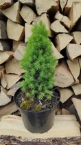 Ель канадская Дейзи Уайт С2 25-30см ( Picea glauca Daisy's White )