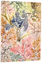 Записник Paperblanks Вільям Кілберн – Анемона 13 х 18 см 176 нелінованих сторінок Flexi (9781439799055)