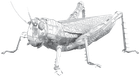 Металлический 3D конструктор "Кузнечик", Metal Earth, ME1033