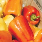 Семена перца Барби F1 Syngenta 10 шт