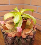 Рослина Непентес Вентрата Nepenthes Ventrata в горщику