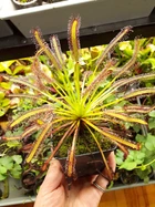 Насіння росянка Капська Drosera Capensis Giant 20шт