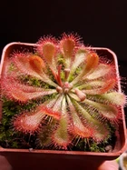 Насіння росянки Drosera Auyan Tepui 20шт